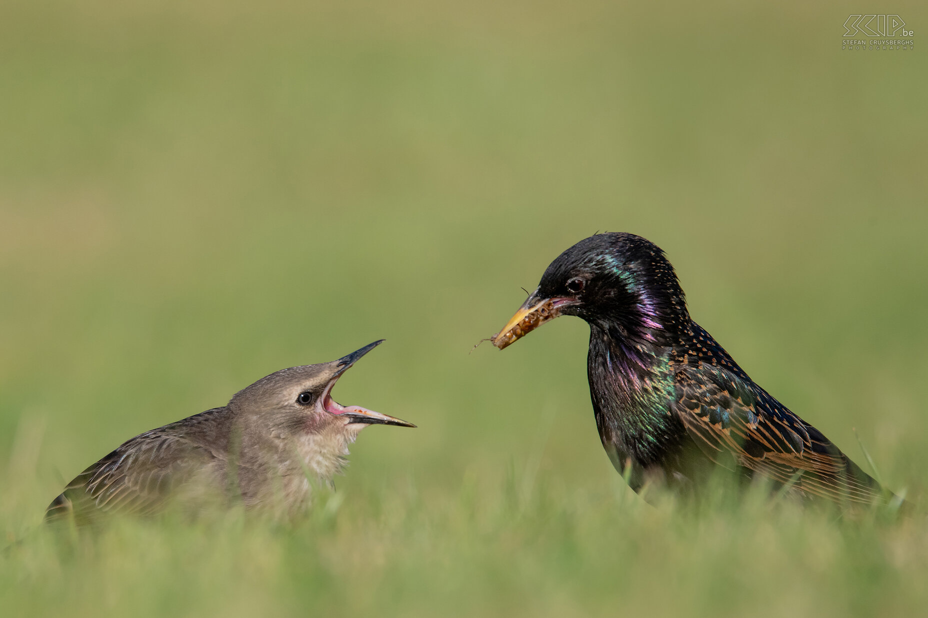 Garden birds - Common starling with chick Sturnus vulgaris Stefan Cruysberghs